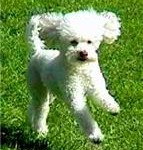 TRIBUTE: CLARENCE, THE SINGING DOG
