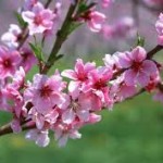 MISCELLANEOUS: SPRING BREAK